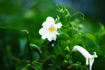 Flor blanca 