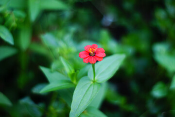 Red flower