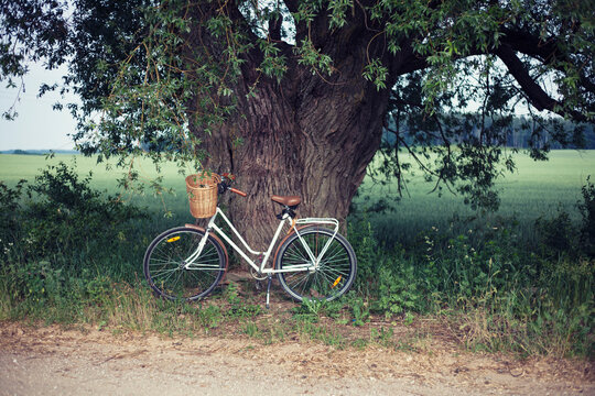 vintage bicycle at the old willow tree on the background of young rye fields