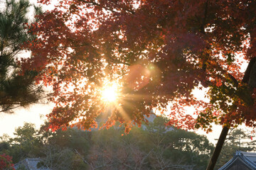 Nara Park in Autumn in Japan