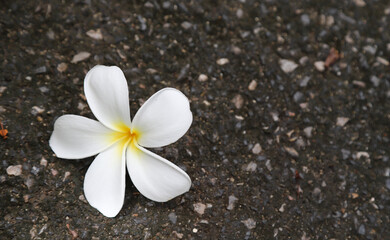 Fototapeta na wymiar A white plumeria flower on dark floor.