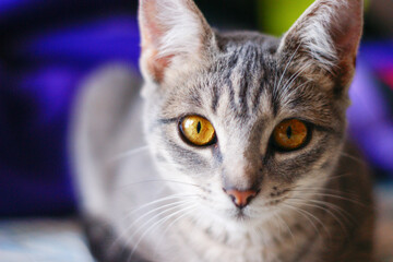 Gata atenta a la due&ntilde;a