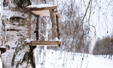 birdhouse on a birch in winter