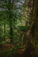 Trekking path in Bastei sandstone mountains leading to Bastei bridge. Forest with large old trees, shadowy landscapes of Saxon Switzerland.