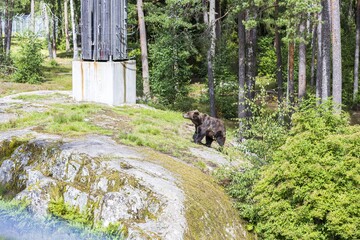 Beautiful landscape view of bear on lawn in mountains. Wild animals concept. Sweden.