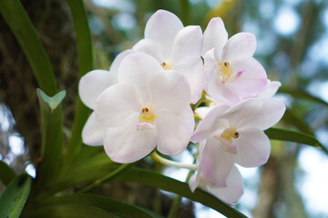 Fototapeta na wymiar white magnolia flowers