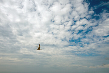 bird in the sky