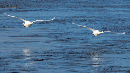 tuber swan in flight over the Rhone, France
