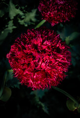 Pincki flower, pompom and shades