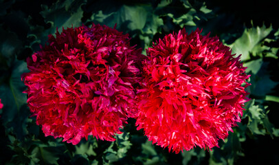 two pompom, shades and flowers