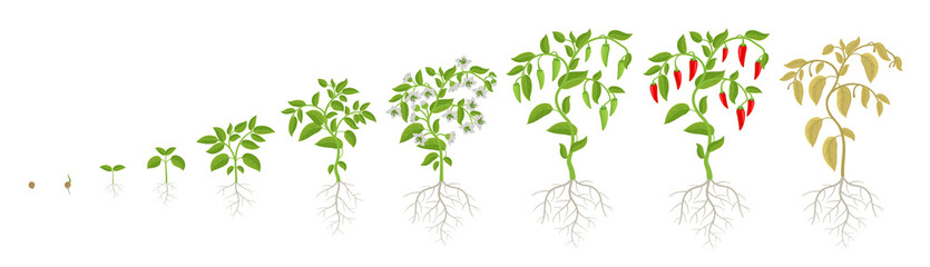 Growth stages of Spicy chili pepper vegetable plant. Ripening period steps. Harvest animation progression. Fertilization phase. Vector infographic set.