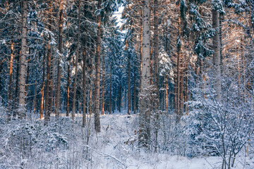 trees with a lot of snow on the branches. Forest in winter	