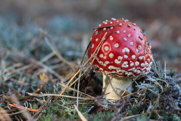 Red fly agaric mushroom in the grass. Latin name is Amanita muscaria. Toxic mushroom