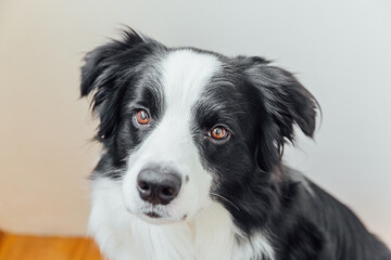 Funny portrait of cute smiling puppy dog border collie indoor. New lovely member of family little dog at home gazing and waiting. Pet care and animals concept
