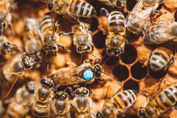 Honey bees and queen bee on honeycomb in hive