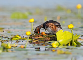 Male black necked grebe in breeding plumage rotate eggs in their nest. Close up view in soft morning light.