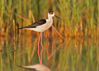 Fototapeta premium black-winged stilt in morning light..The identifications signs of the bird and the structure of the feathers are clearly visible.