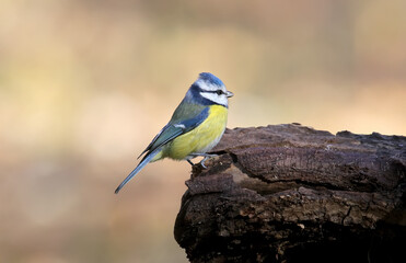 Fototapeta premium Blue tit posing close up.The identifications signs of the bird and the structure of the feathers are clearly visible.