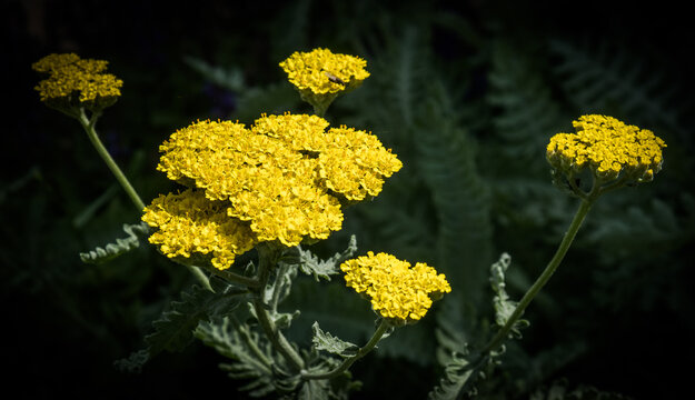 Close up of a fernleaf yarrow  (Achillea filipendulina) plant with three big and four smaller flower heads against a dark background goldfarben