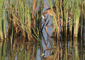 Obraz premium Portrait female little bittern with fish in beak