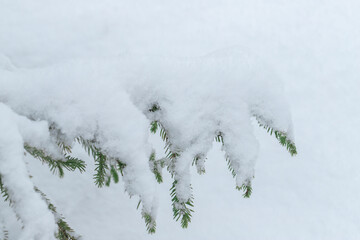 Frozen branch of spruce and light background
