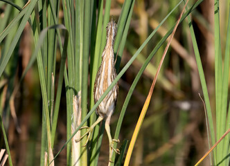Curiose little bittern chick sits on reed © VOLODYMYR KUCHERENKO