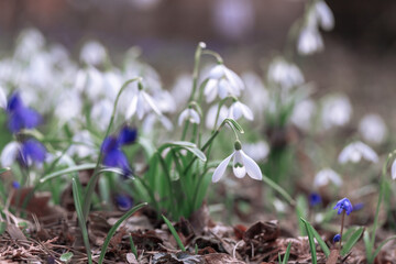 First snowdrops in the forest.
