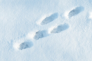 traces of a hare in the snow
