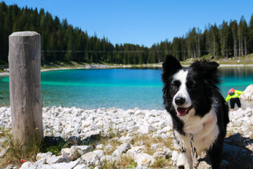 Primo piano di un border collie con dietro bellissimo panorama al lago Montagnoli in Trentino, animali e paesaggi in Italia