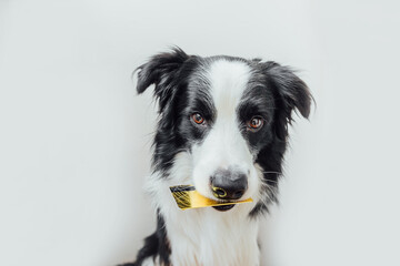 Naklejka na ściany i meble Cute puppy dog border collie holding gold bank credit card in mouth isolated on white background. Little dog with puppy eyes funny face waiting online sale. Shopping investment banking finance concept