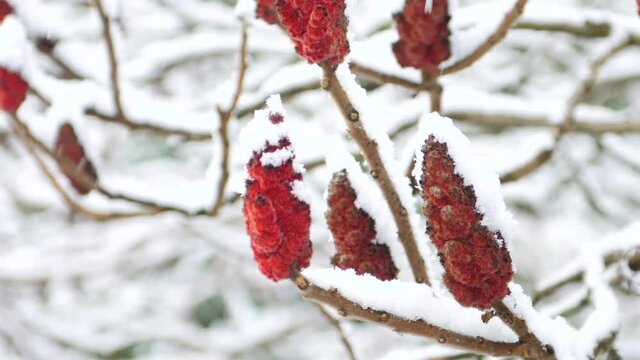Close-up slow-motion snow falling on the frozen tropical tree red fruits - cold winter day