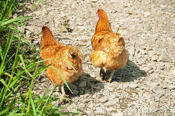 Chickens in the countryside.