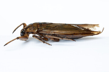 A fried Giant Water Bug - Lethocerus indicus, isolated on white background. Roasted bug, close up. A edible insects.