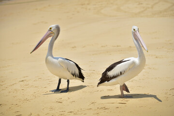 pelicans on the beach