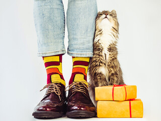 Men's legs, stylish shoes, colorful socks with a pattern and a gray, fluffy kitten. Concept of...