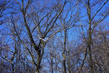 Sonnige winterliche Waldlandschaft mit schneebedeckten Ästen und blauem Himmel