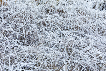 Frost hay close-up in winter nature