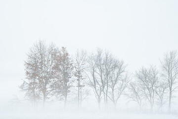 Foggy winter landscape of bare trees in a rural setting, Michigan, USA