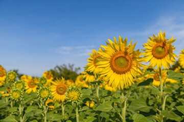 Beautiful sunflower  field on summer with blue sky