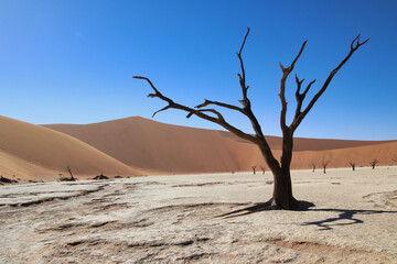 Fototapeta na wymiar Deadvlei - Sossusvlei, Namibia, Africa