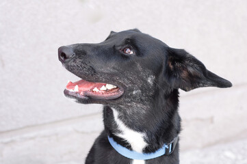 A yard black dog portrait. Homeless animals.