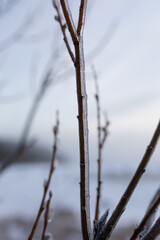 Willow branch frozen at winter