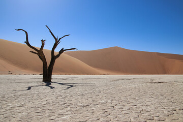 Fototapeta na wymiar Deadvlei - Sossusvlei, Namibia, Africa