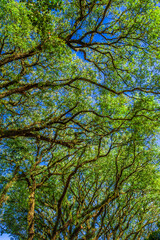 tree. preservation of nature and environment