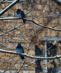 Blue pigeons on a tree in winter.
