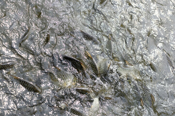 Tourists feed fish in a pond