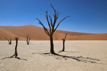 Deadvlei - Sossusvlei, Namibia, Africa