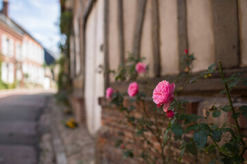 Fototapeta na wymiar Gerberoy and pink roses. Old village in France, half-timbered houses, known for roses, listed in the plus beaux villages de France (Most beautiful French villages). Gerberoy, Oise, France.