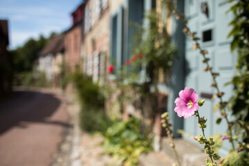 Gerberoy and pink rosa rugosa. Old village in France, half-timbered houses, known for roses, listed in the plus beaux villages de France (Most beautiful French villages). Ferberoy, Oise, France.