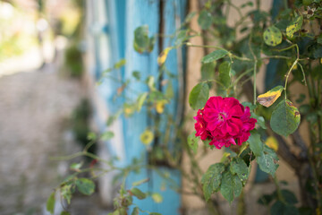Gerberoy and pink roses. Old village in France, half-timbered houses, known for roses, listed in the plus beaux villages de France (Most beautiful French villages). Gerberoy, Oise, France.